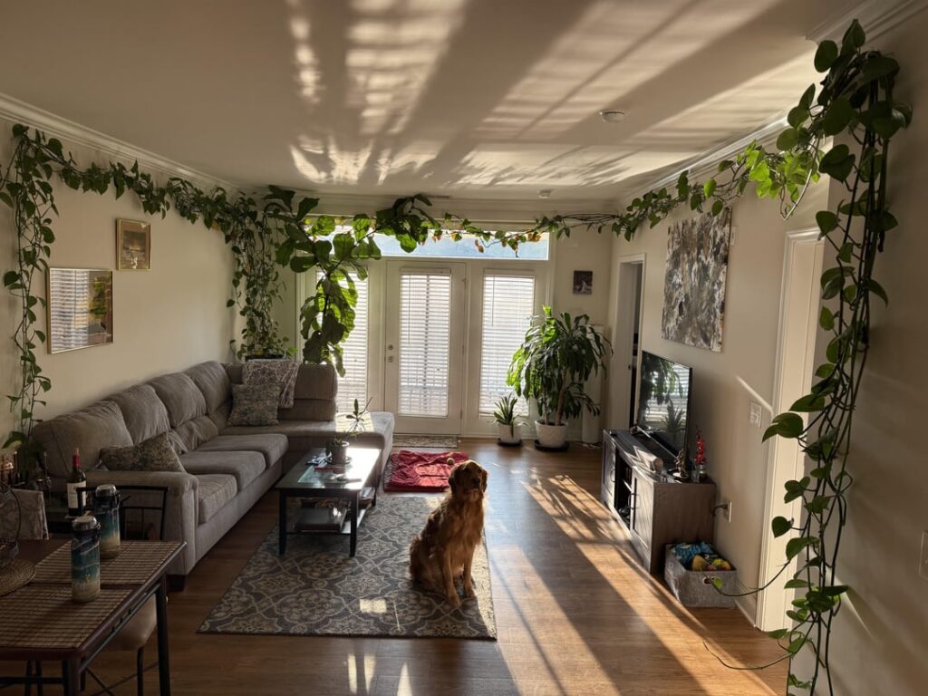 $30 pothos is taking over my living room, and I love it!