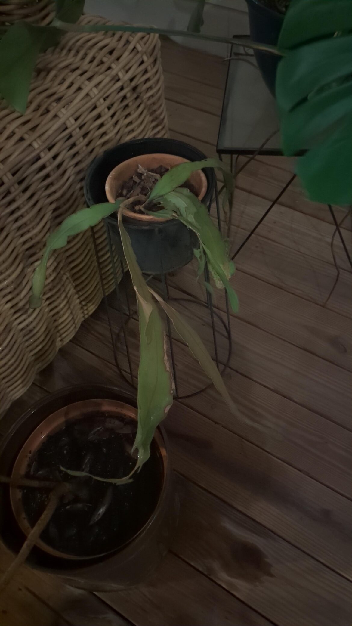 This Cactus Hates Life – No Matter What I Do This Cactus Hates Life - No Matter What I Do