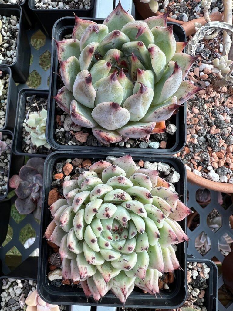 Are these both Echeveria cuspidata var zaragozae?