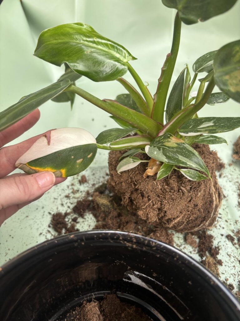 Walmart rescue Walmart rescue