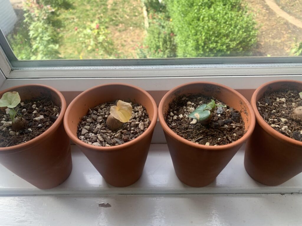 Why is the leaf on one of my Dioscorea turning yellow?