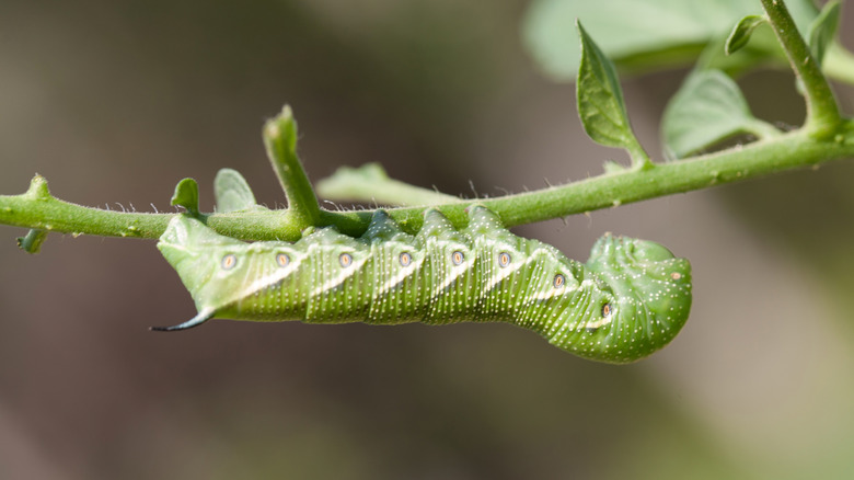 tomato hornworm hanging upside down