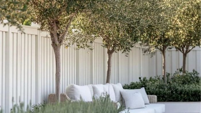 Save £250 on ‘incredible’ giant olive tree and create your own Mediterranean haven Article hero image
