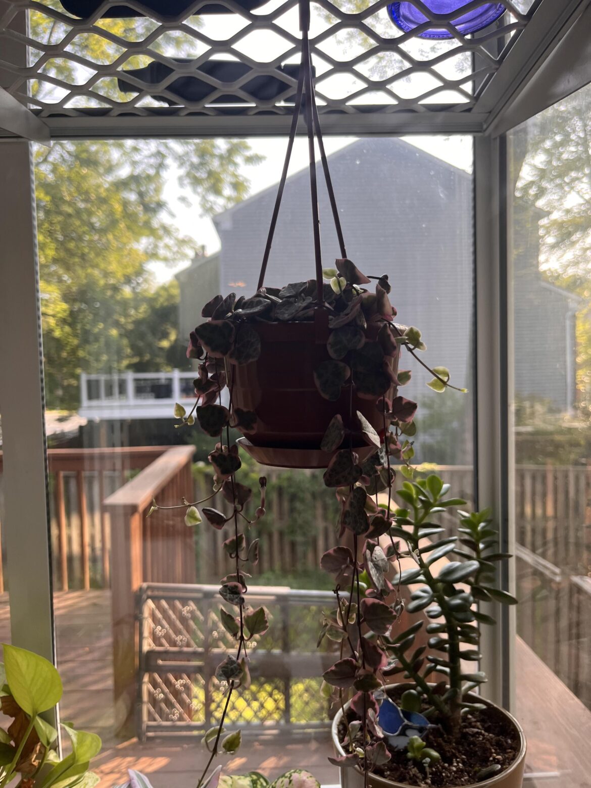 When should I repot?