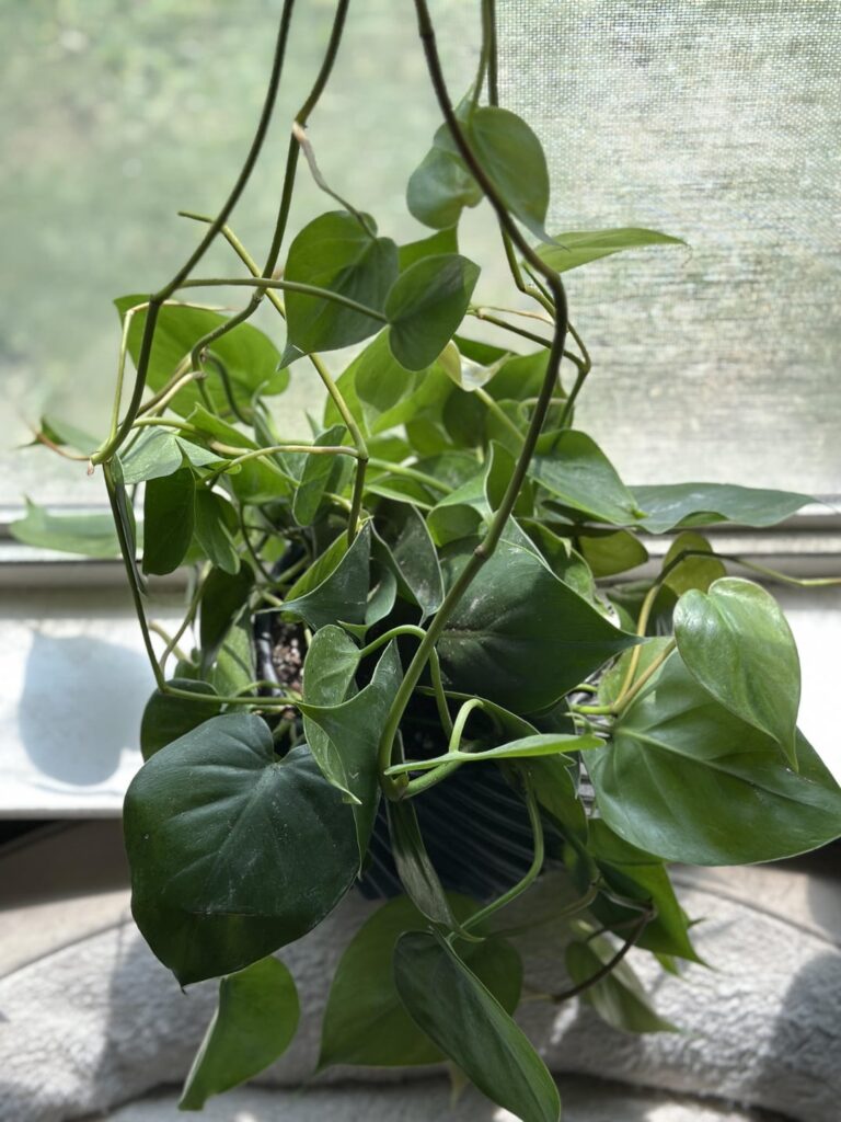 What’s the longest time you would spend cleaning mealies off a plant before just throwing it away? What’s the longest time you would spend cleaning mealies off a plant before just throwing it away?