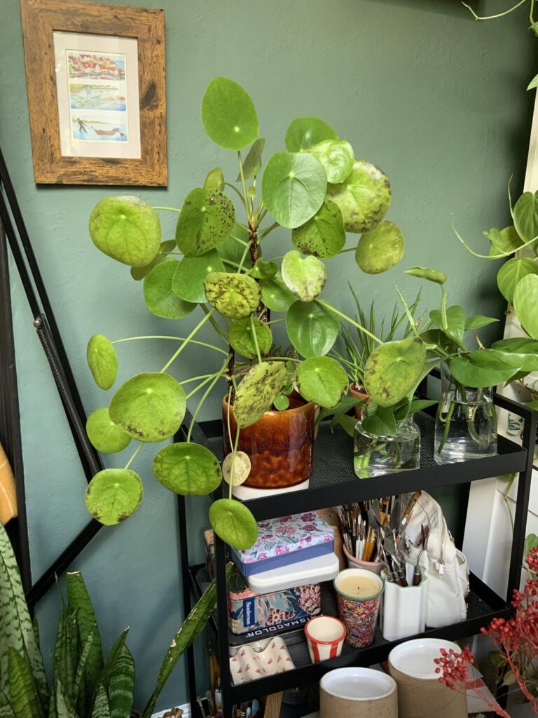 Chinese money plant gone black !