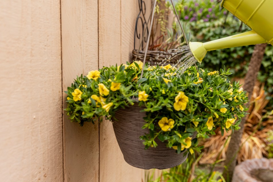 A yellow watering can watering a hanging basket of yellow flowers.