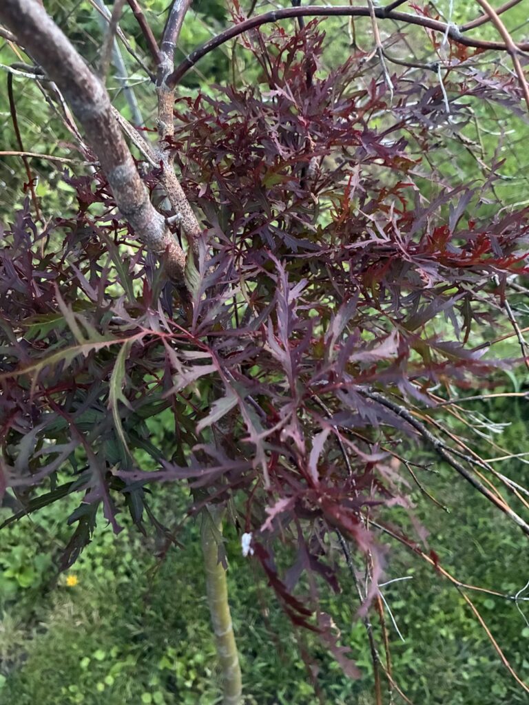 What is this tree and is there any hope?