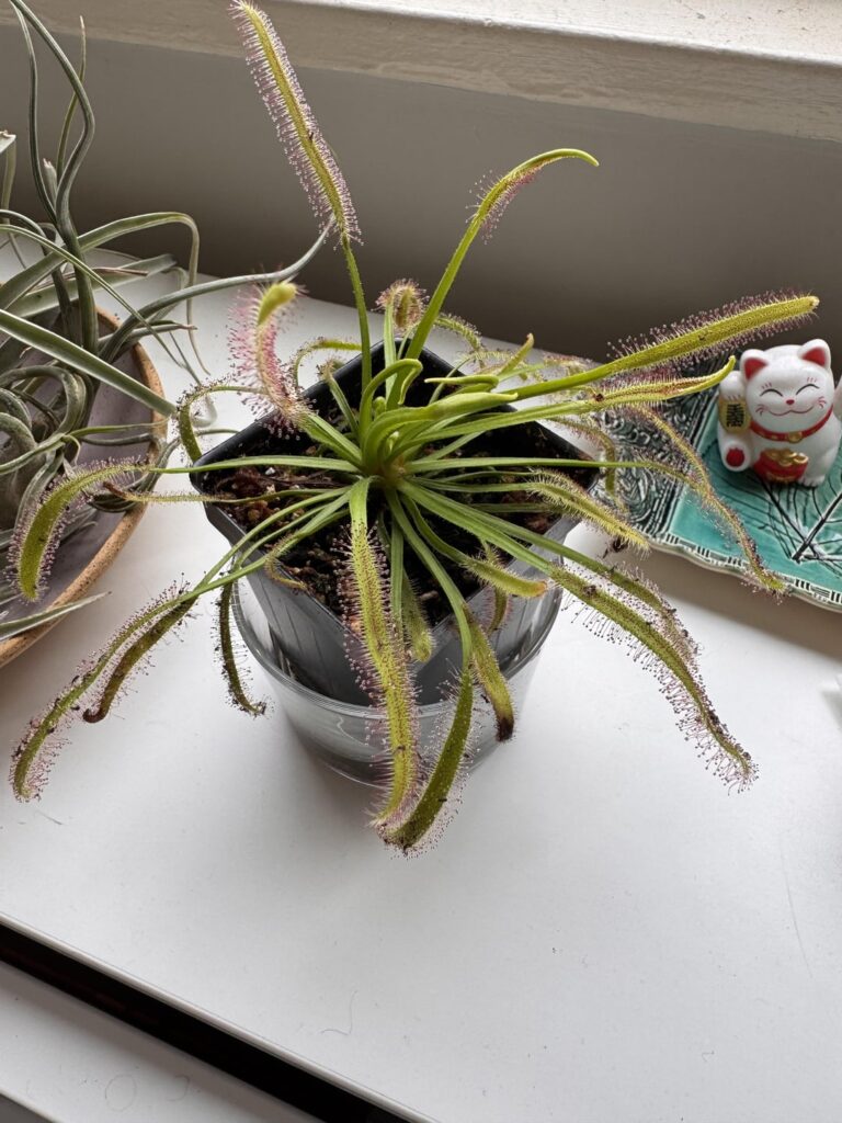 The best indoor pest solution I have used so far!!