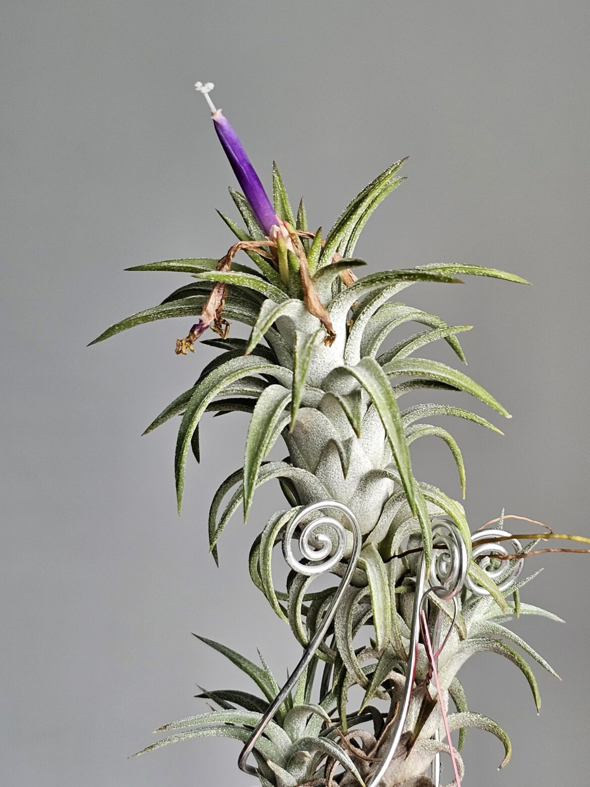 Surprise delayed bloom