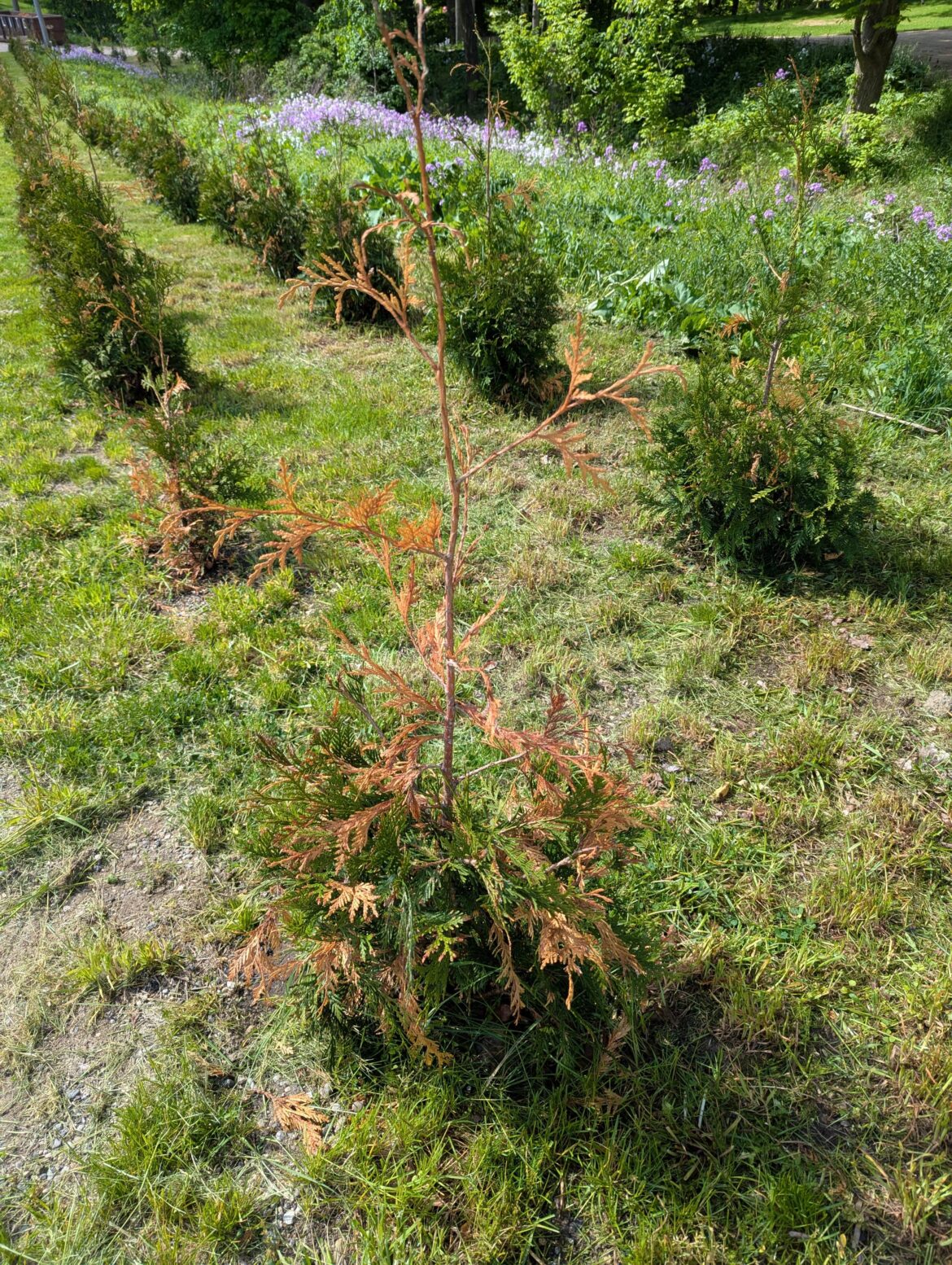 Are my Arbs cooked?