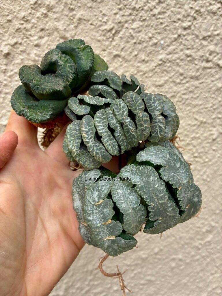 Haworthia truncata cultivars and roots