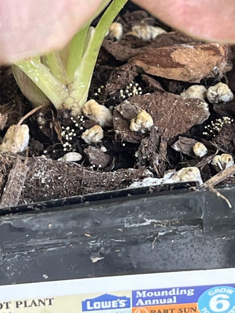 What are these? I’m so exhausted What are these? I’m so exhausted