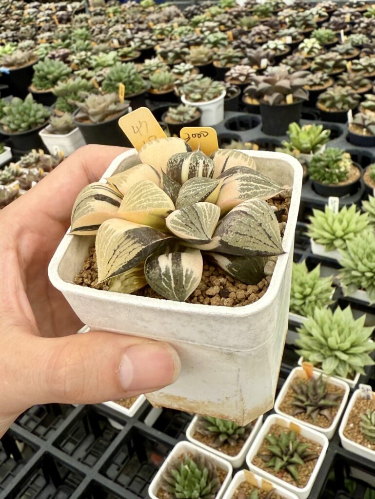 Just got into the hobby