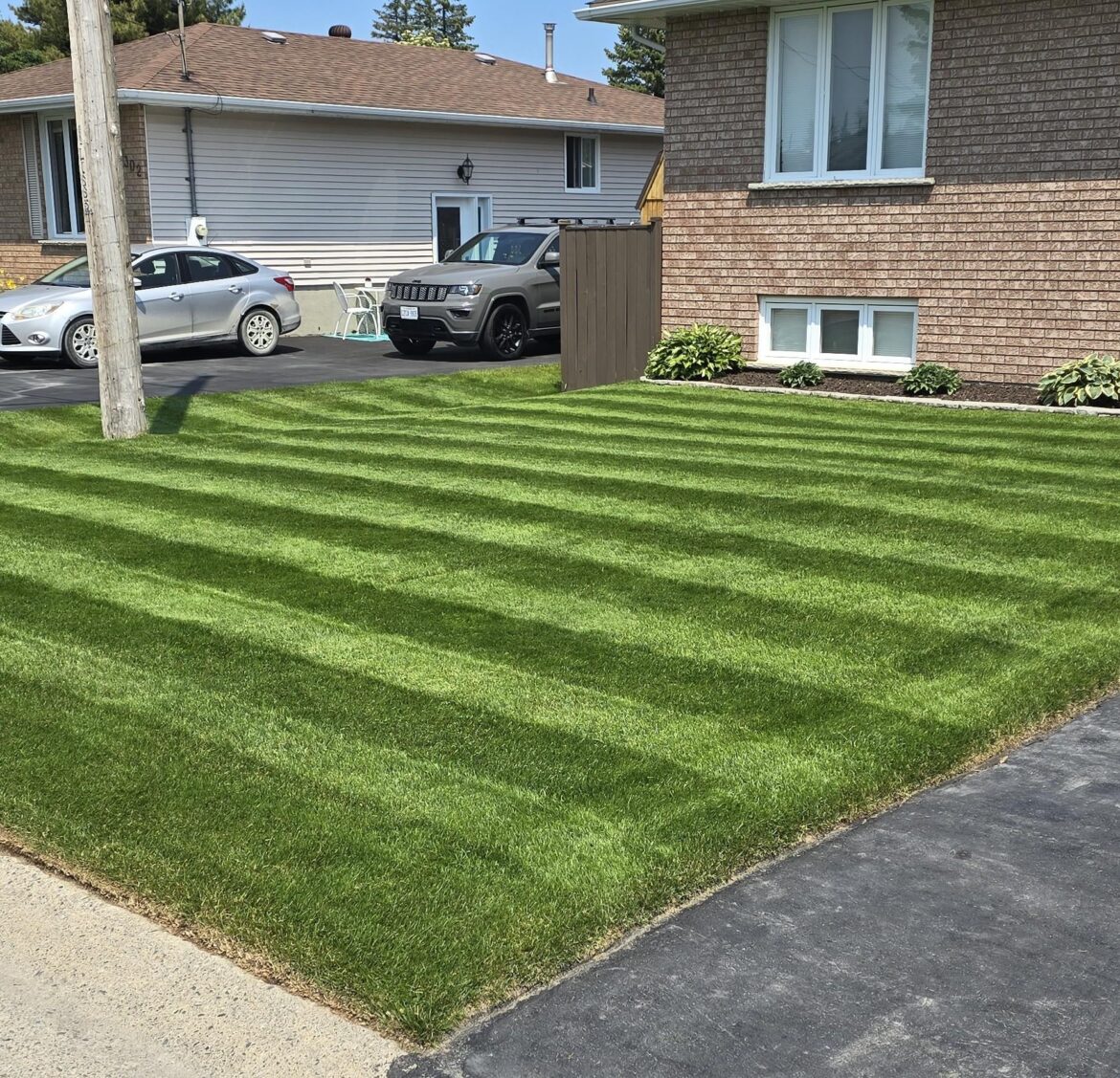 Coming in really nicely this year. Secret no secret? Aerate, overseed, nitrogen, lots of water.