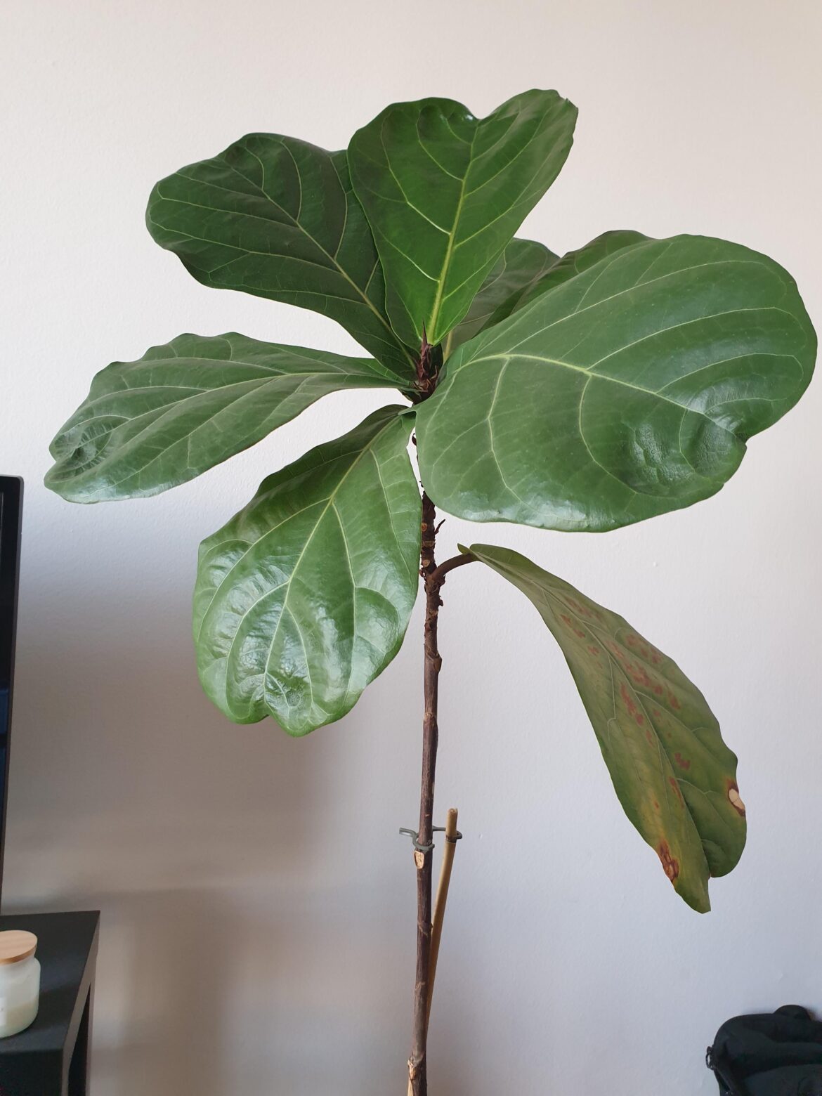 FLF with thin trunk FLF with thin trunk