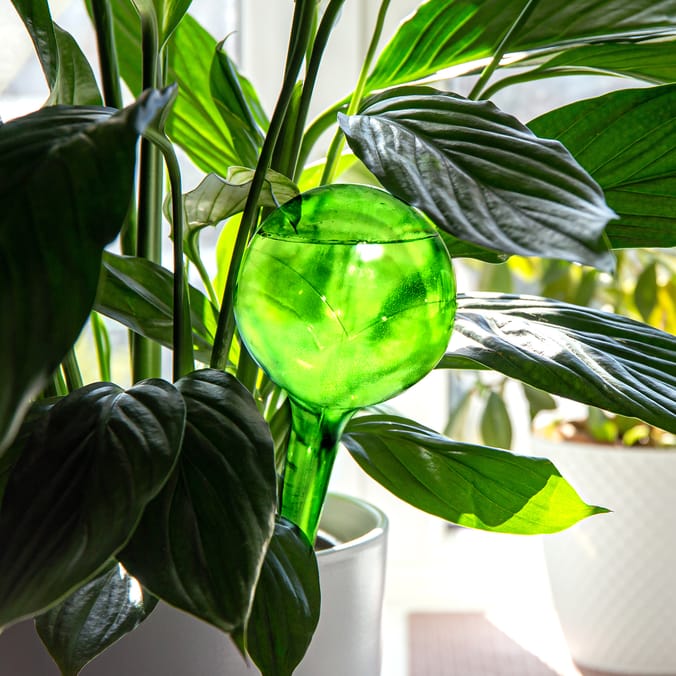 Green glass plant watering bulb in a houseplant.
