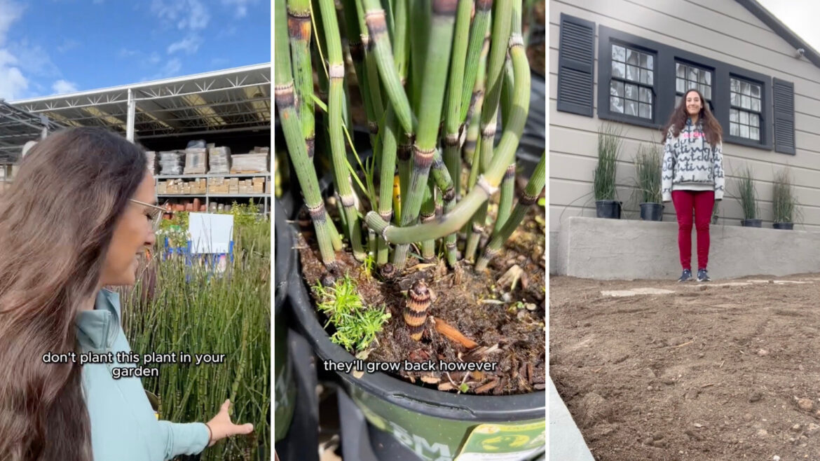 Landscape designer issues warning over seemingly innocent plant that can create gardening nightmare: ‘I wish you luck’ "Thanks for letting me know."