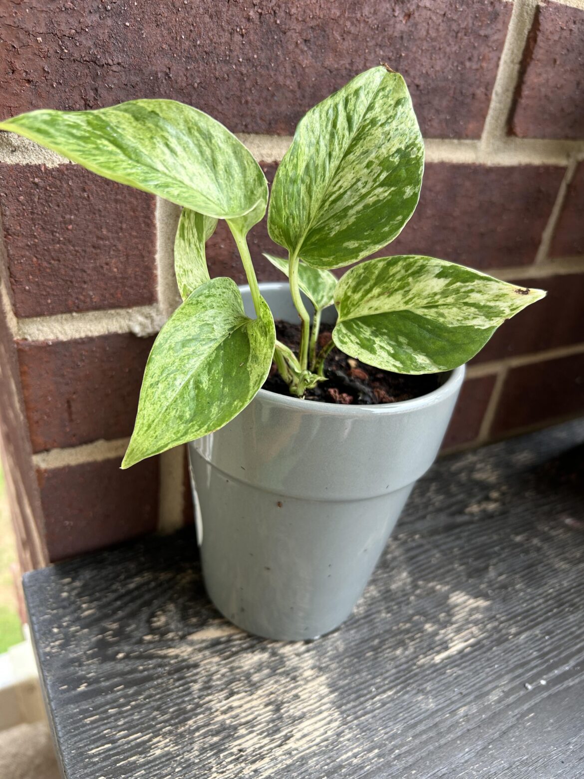 Just doesn’t wanna grow Just doesn’t wanna grow