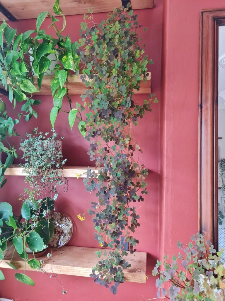 Oxalis Vulcanicola. No idea she would cascade like this.