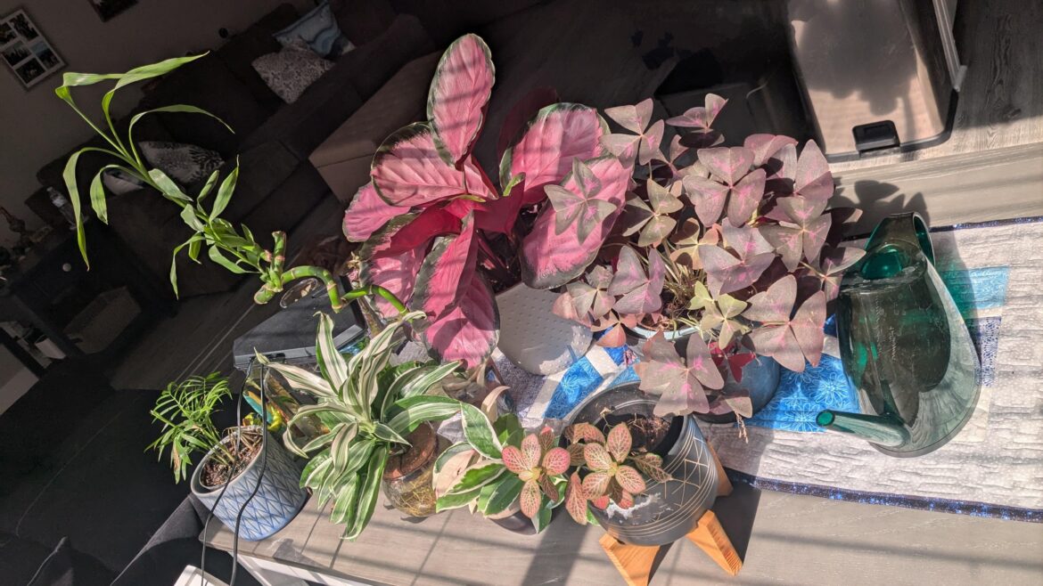 My husband never let me have houseplants, so when we separated I started my collection 🥰