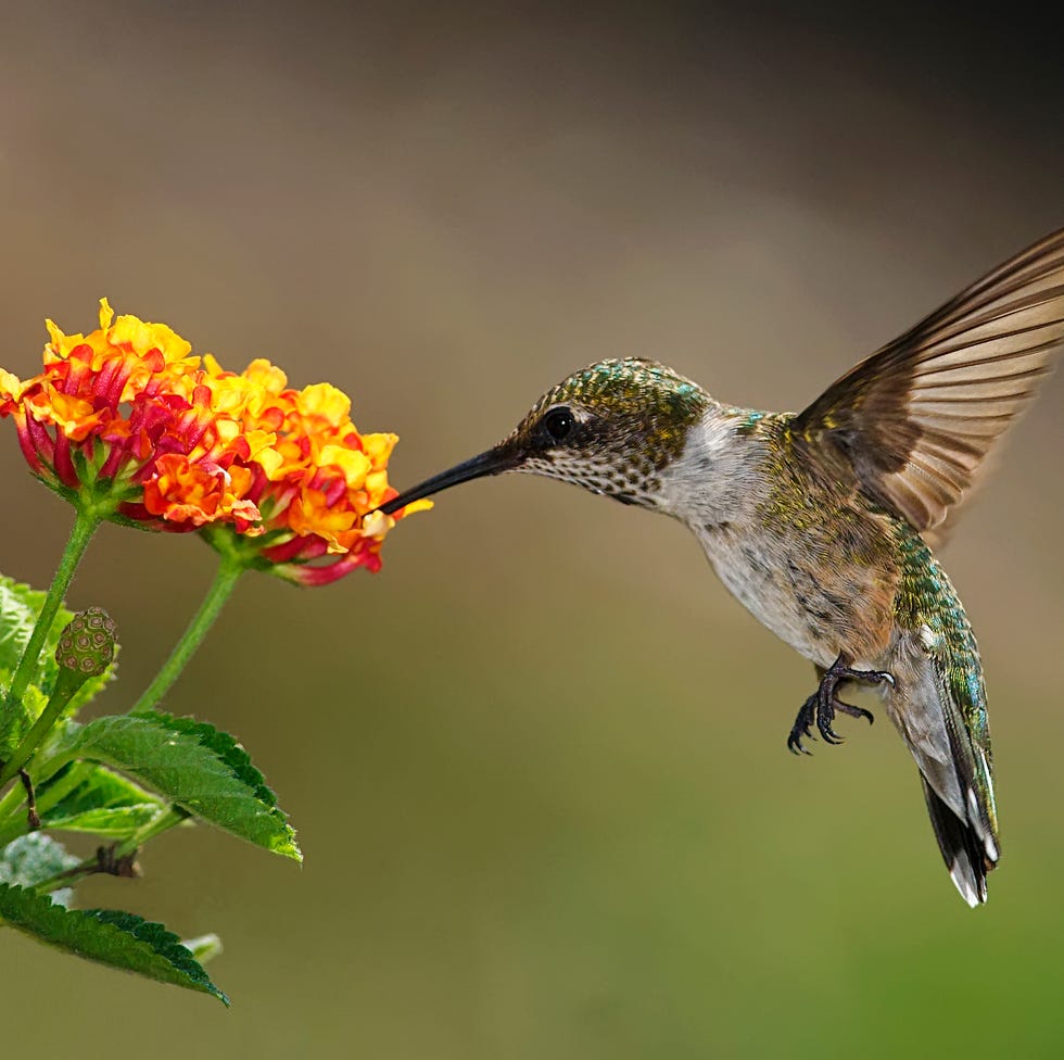 hummingbird feeding on lantana