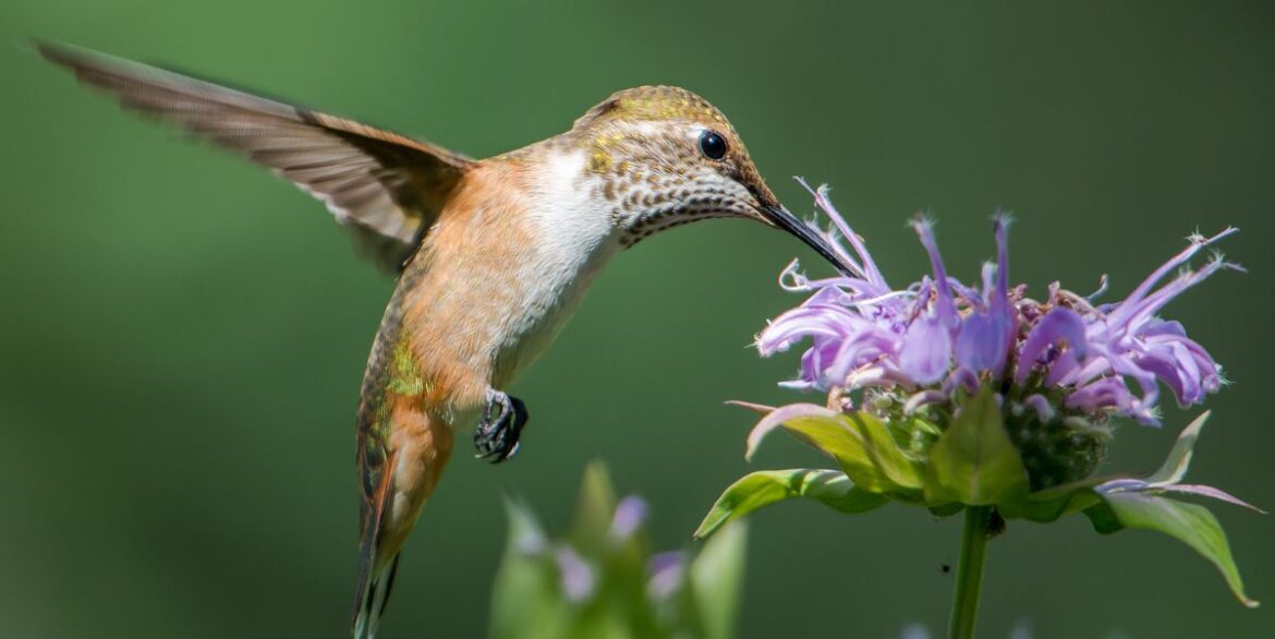 We Found the BEST Plants to Attract Hummingbirds to Your Garden Search