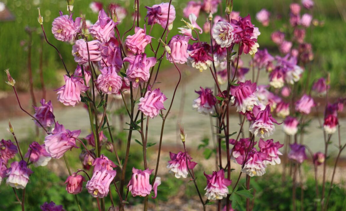 "My favorite garden visitor by far."