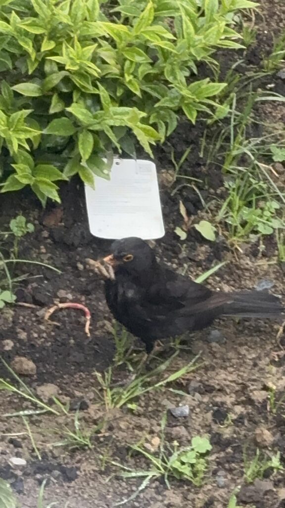 Blackbird 🐦‍⬛ seem seems be helping in slug control