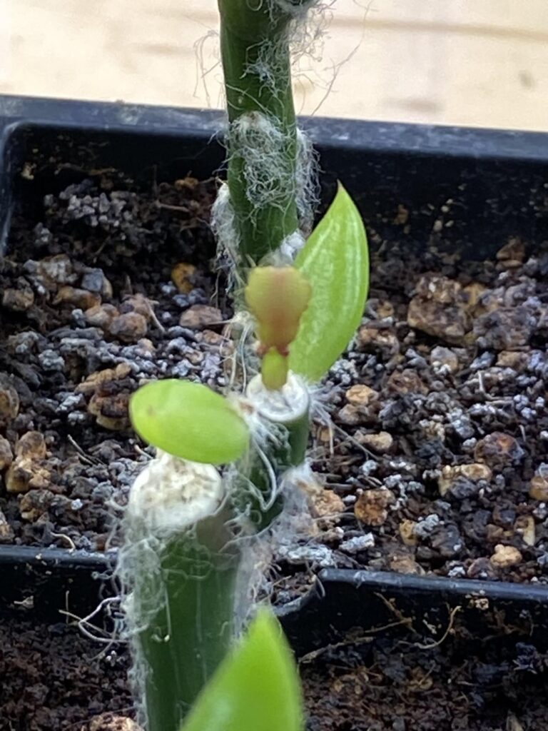 Breeding project. Grafted seedlings of Schlumbergera varieties Thor Olivia x Branca Dobrada
