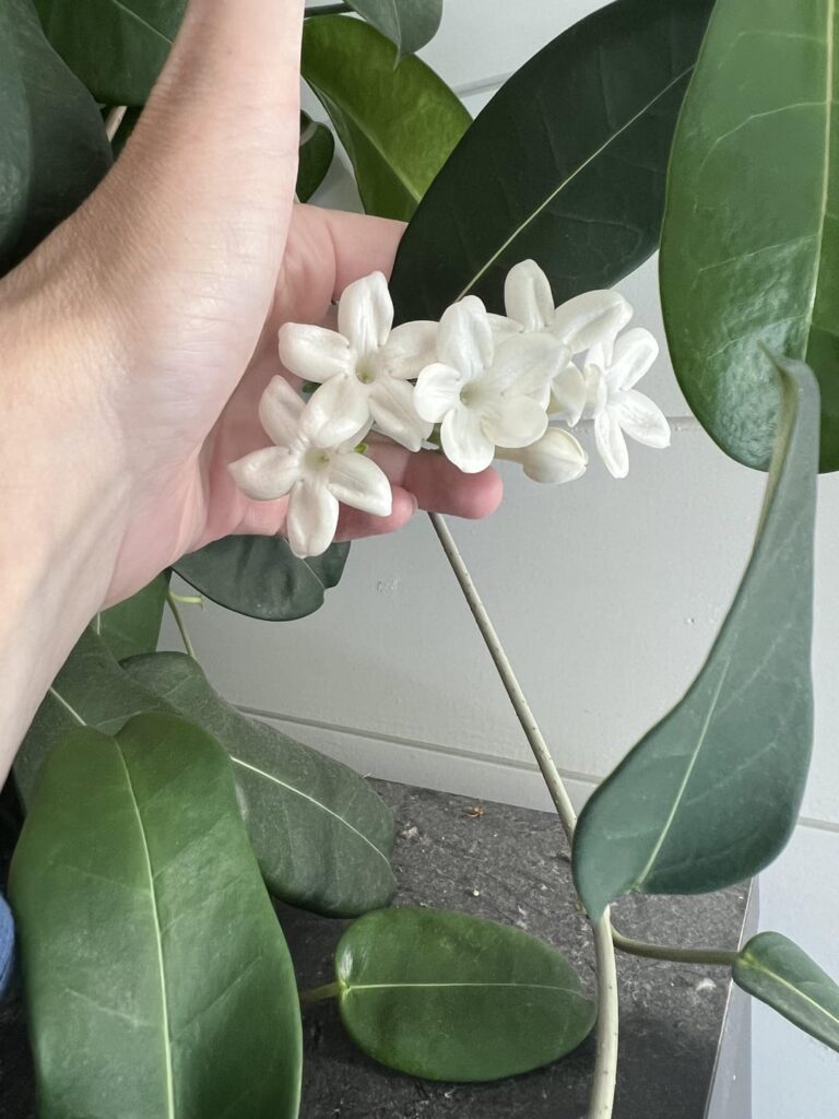 My Stephanotis is Blooming
