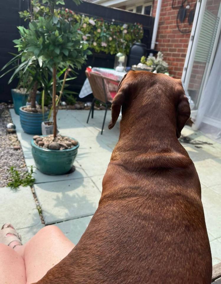 Brown dog sitting in a garden.