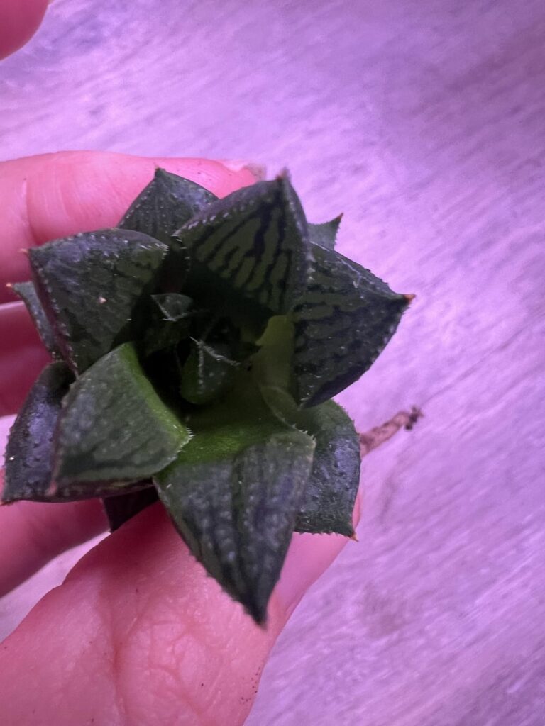 What do I do for him?