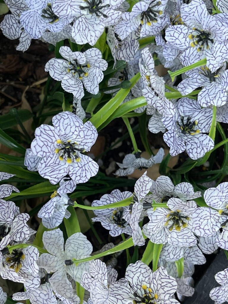 [Plant ID] Spotted these in beautiful plants! Any idea what they are?