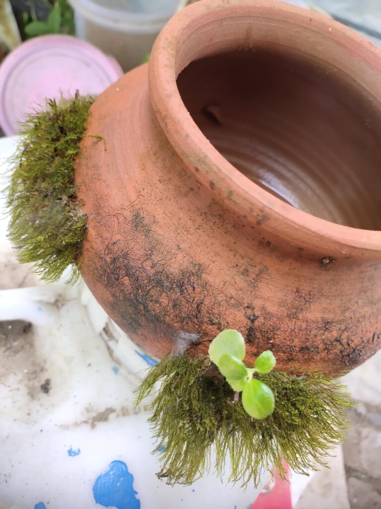 Moss growing on Terracotta pot 🍃