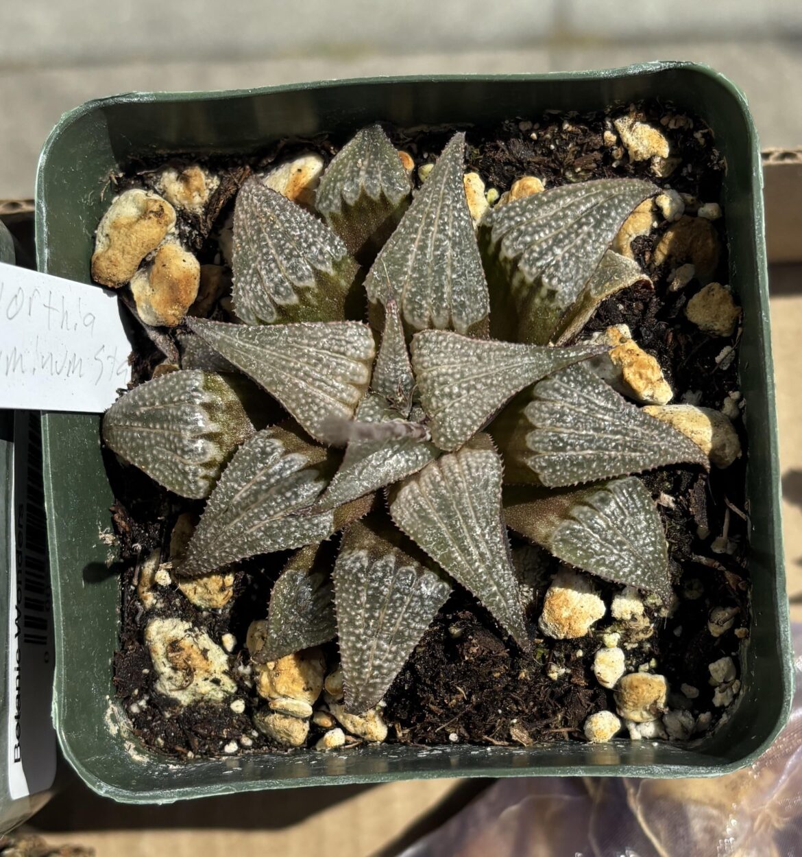 Grabbed on more haw at the sale cuz I have no self control. ‘Aluminum Star’