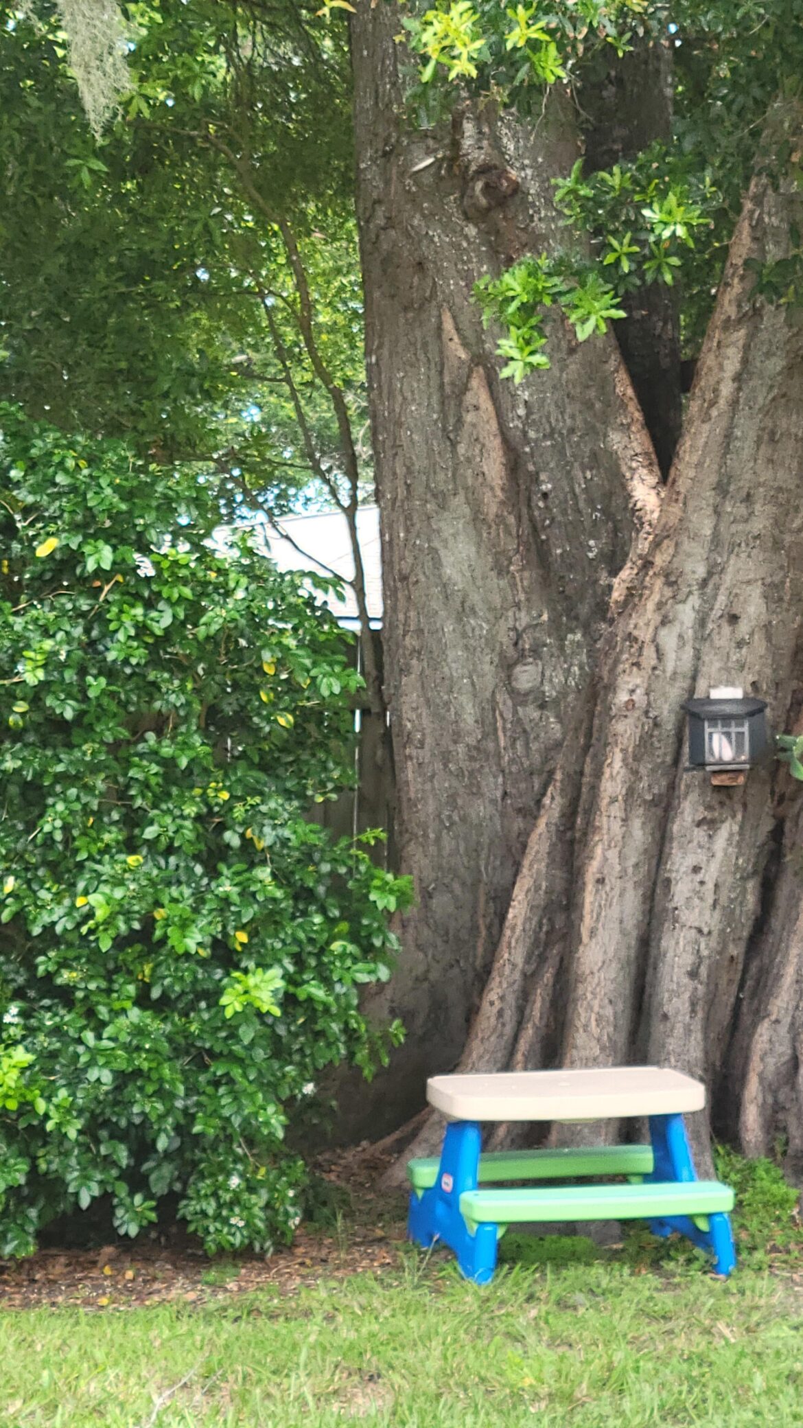 Oak Tree