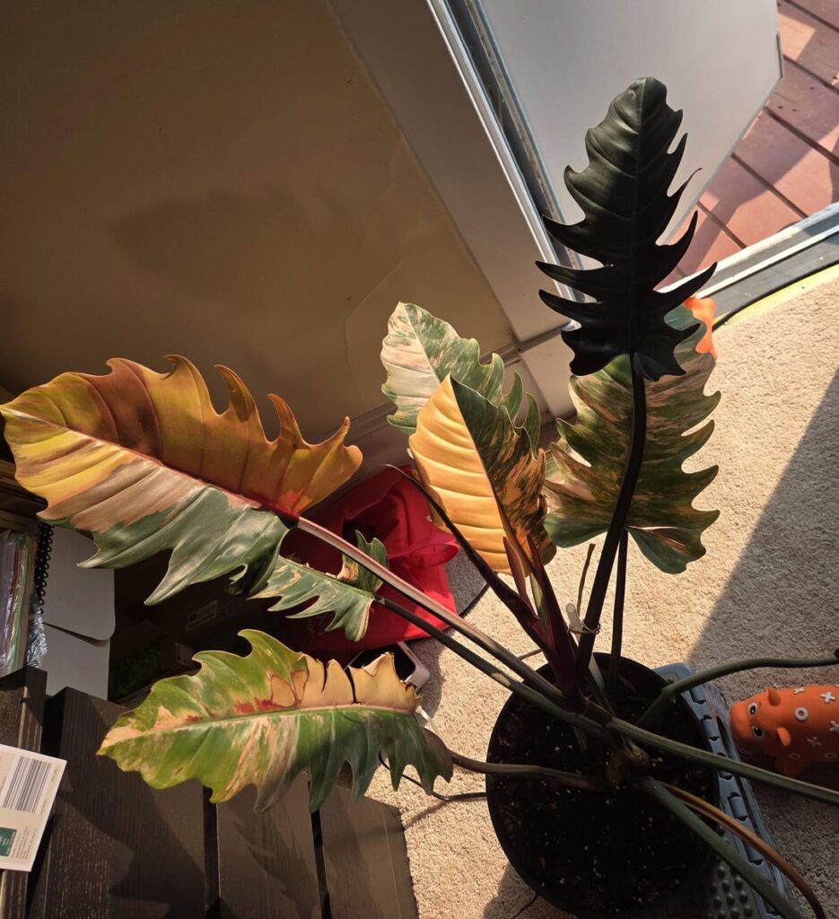 Caramel Marble new leaves