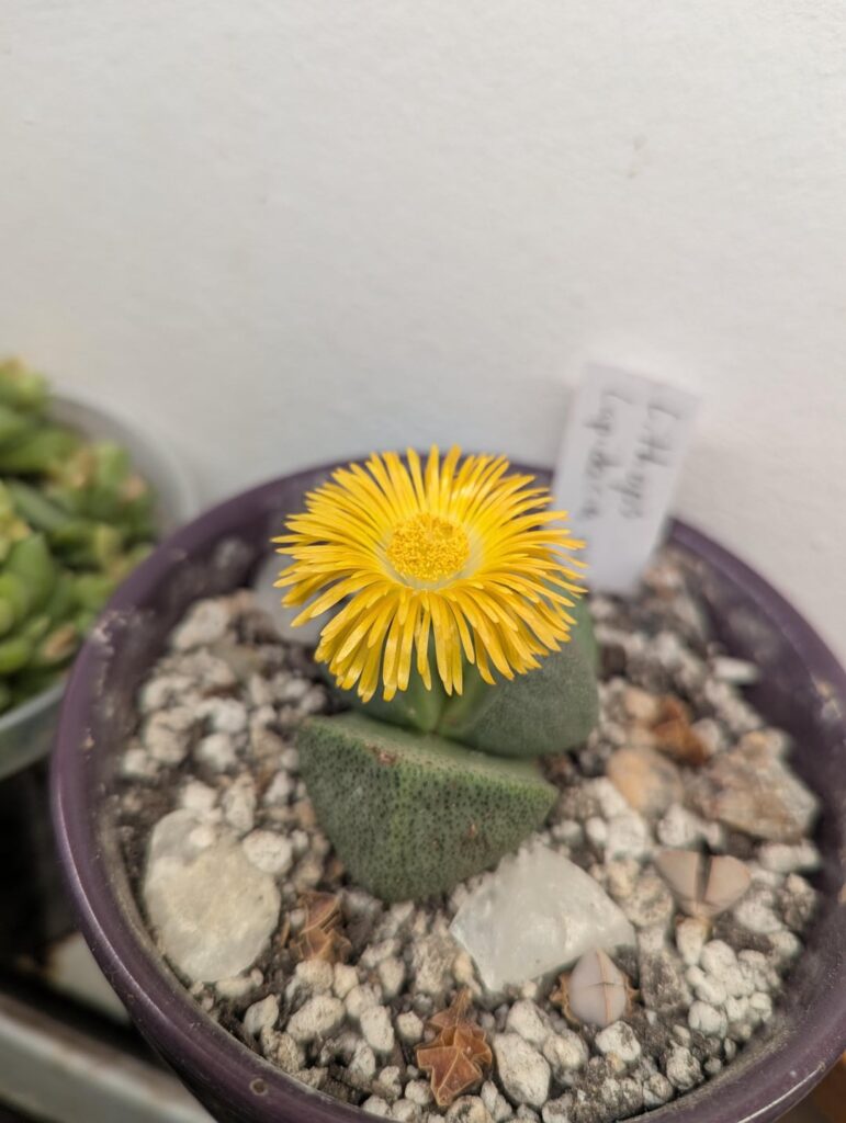 Should I water now and try and save the little guys, or will it hurt the blooming one?