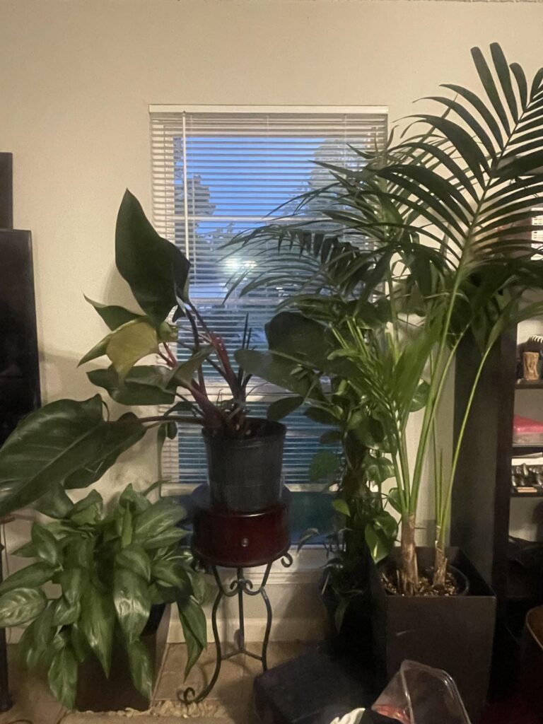 I’m horribly depressed and fidgety and I just did a bunch of plant stuff and I would like some validation