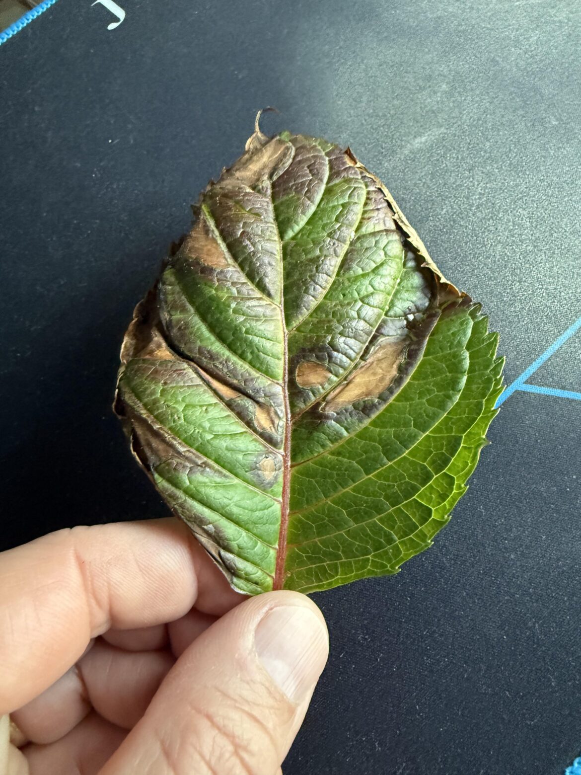 Hydrangea Disease?