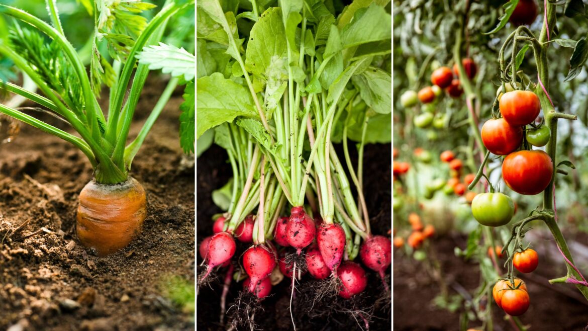 I’m growing vegetables in a small backyard with expert tips Growing vegetables in a small backyard is so easy. Here are three pictures of this - a close-up of an orange carrot, a bunch of dark pink radishes with green tops, and a tomato plant with red and green tomatoes on it