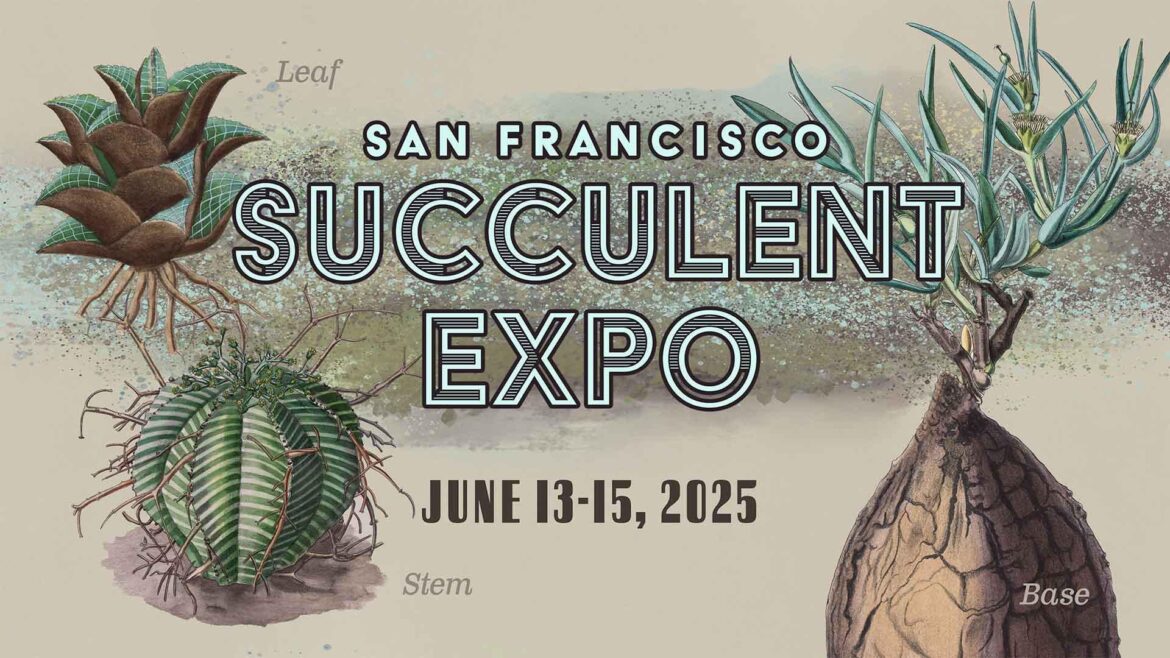 Always some excellent Haworthia in this show (George Theodoris, Jim Smith, Mary Parisi, myself…)