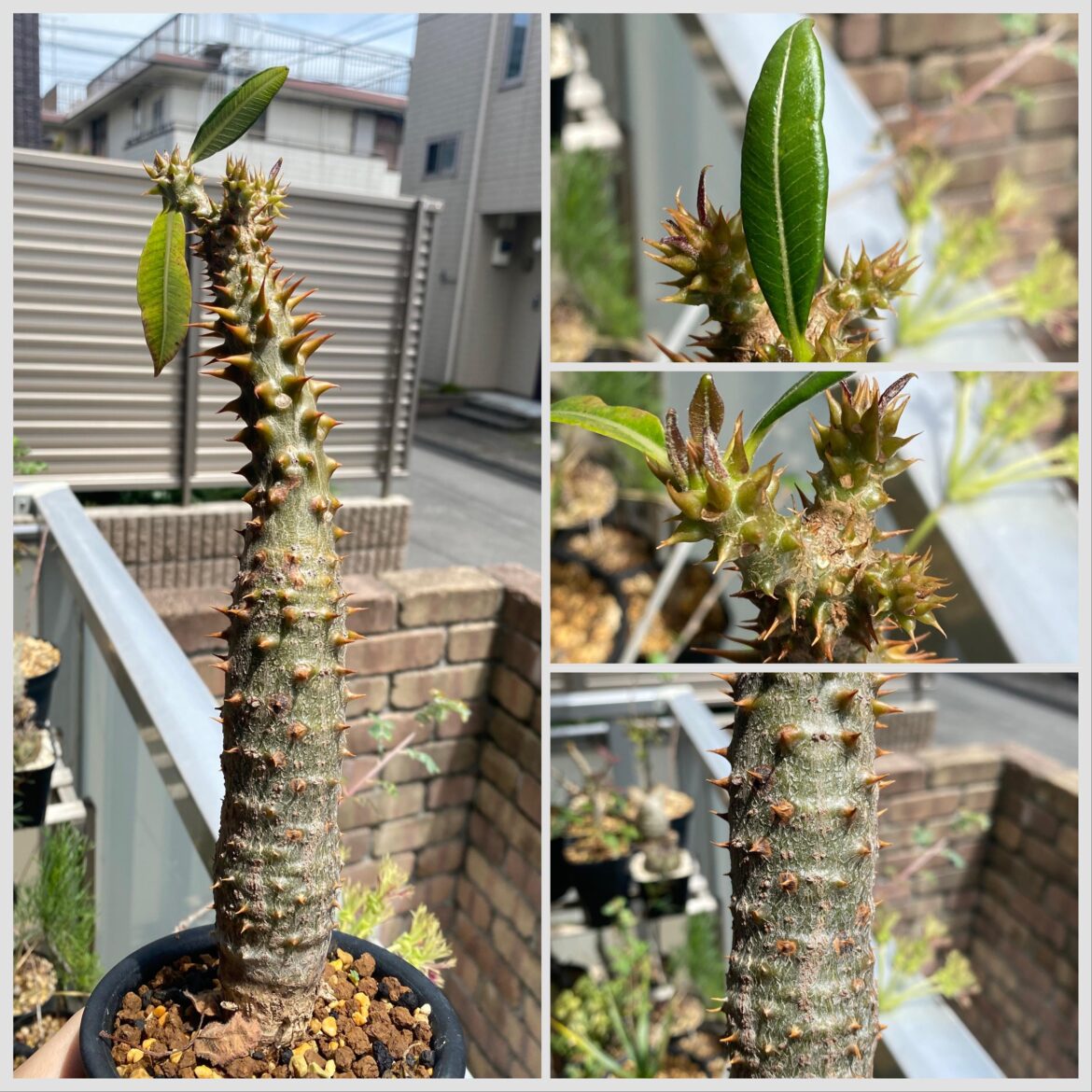 Pachypodium baronii has awakaned. It is among the hardest Pachy to grow and I'm proud to have kept it alive for 4 years now. The top tip has been damaged for some reason so it's now branching at the top.