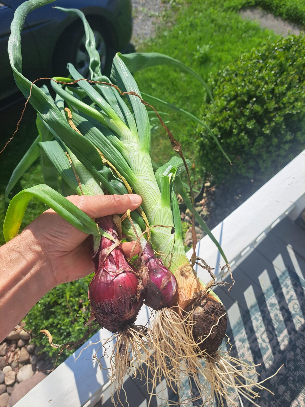 Pulled a few early onions today...still need more time to finish filling out...still have 238 in the ground