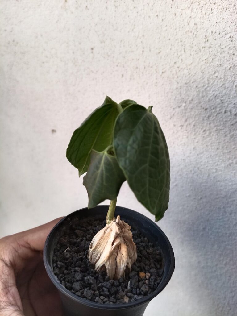 Need some help with Matelea Cyclophylla