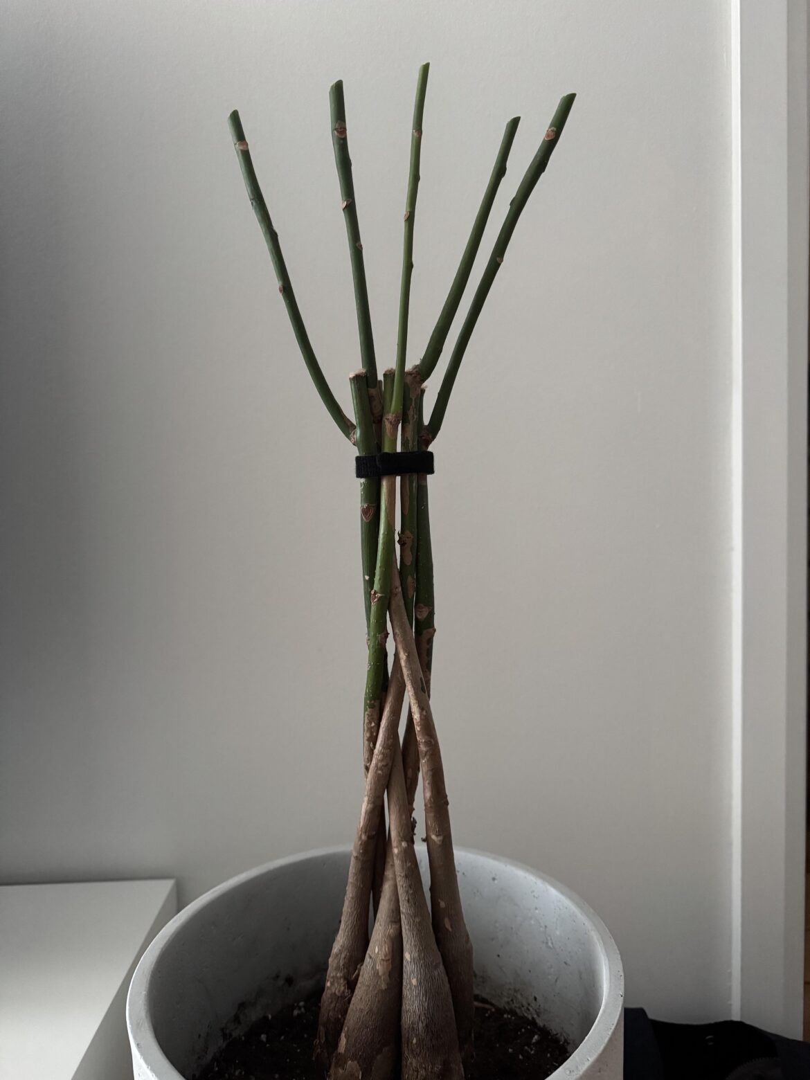 Did I kill my money tree? Did I kill my money tree?