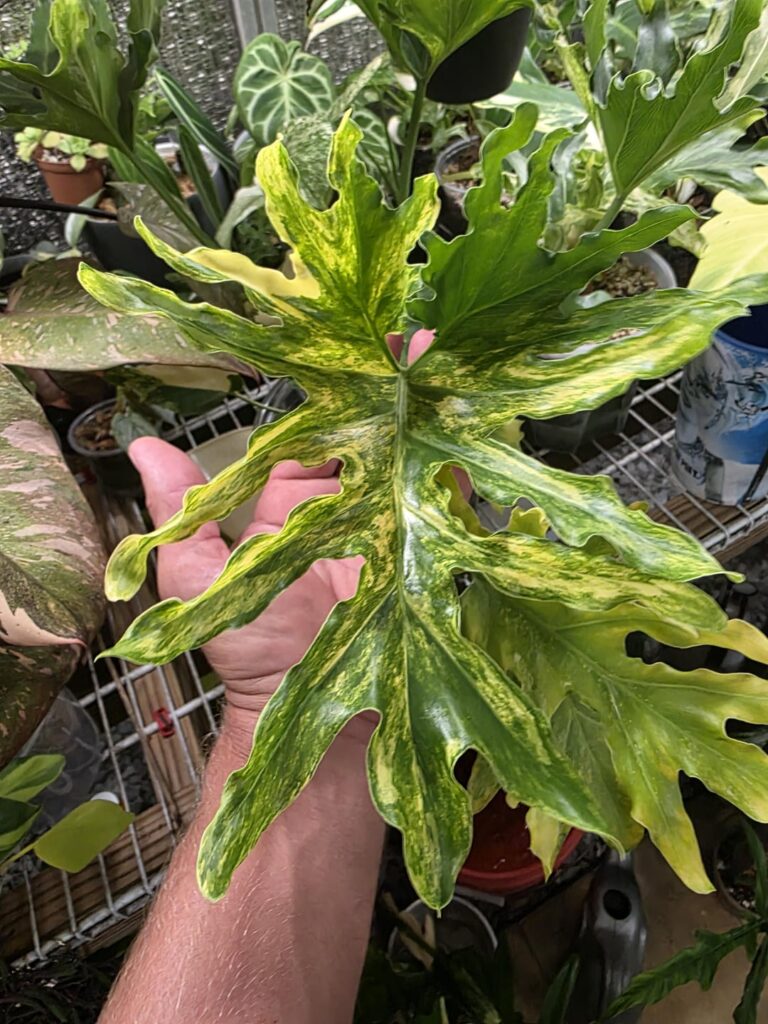 Var. Thaumatophyllum Bipinnatifidum and one of her beautiful pups