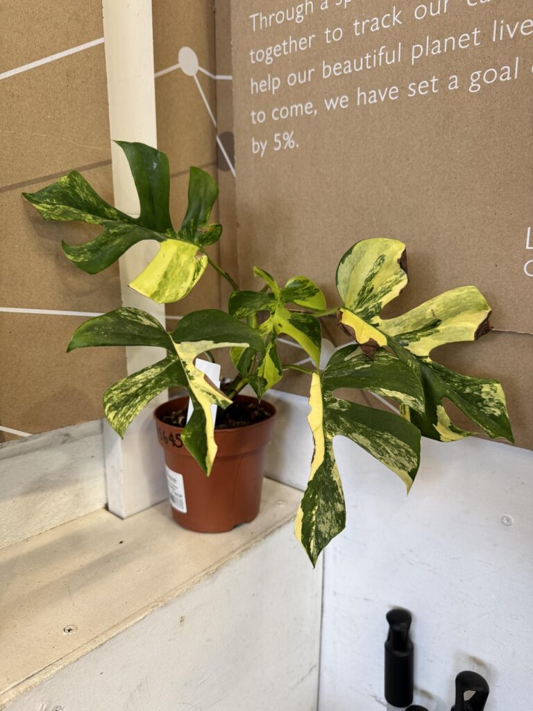 I Accidentally Picked Up the Most Expensive Plant at the Garden Center