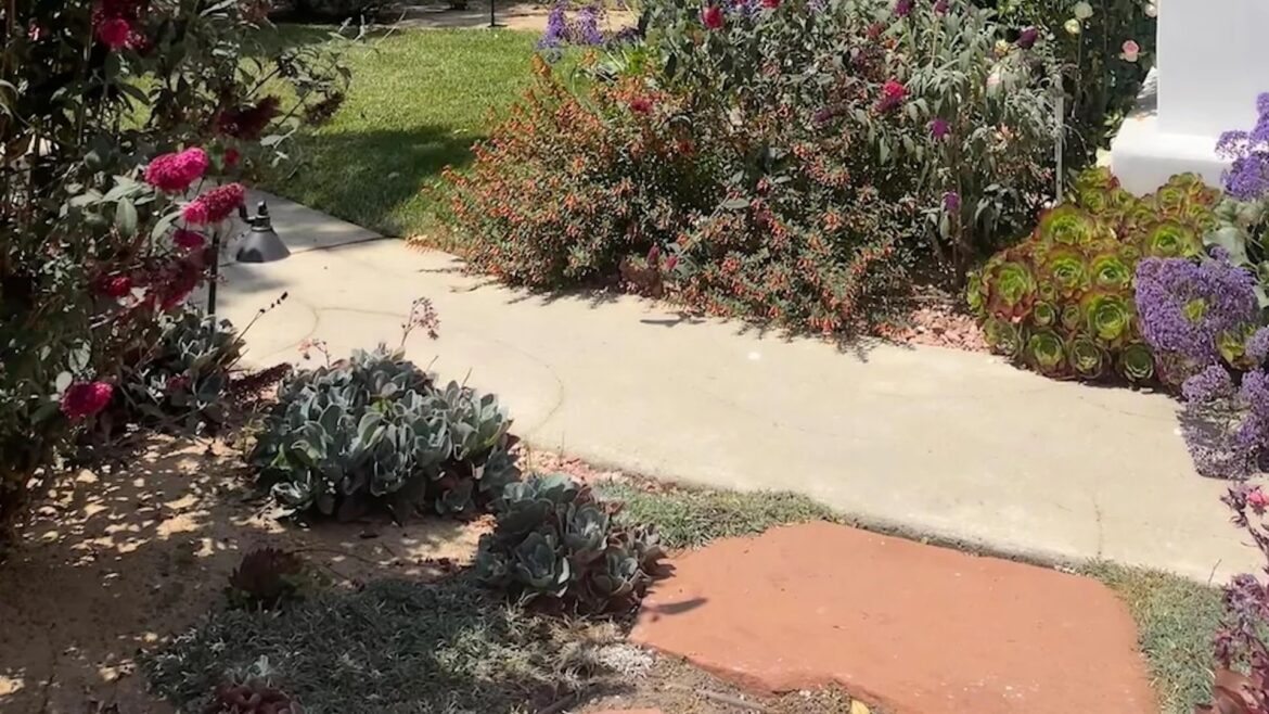 "There's definitely a better native shrub."